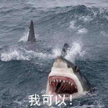 一组搞笑的鲨鱼表情包