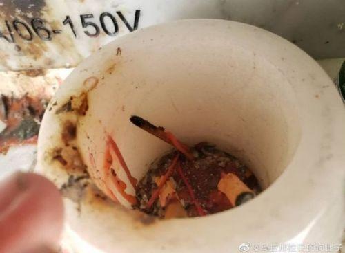 惊呆了!蓝洁瑛墓碑被熏黑究竟什么情况?背后真相始末详情震惊