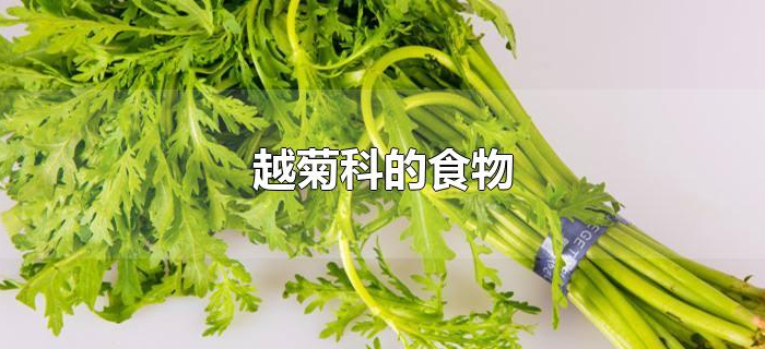 越菊科的食物