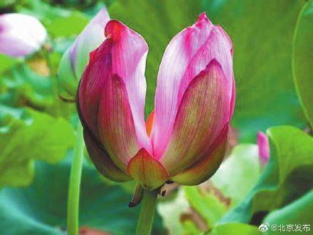 并蒂莲很罕见吗（到底什么是并蒂莲）(6)