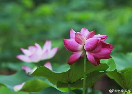 并蒂莲很罕见吗（到底什么是并蒂莲）(3)