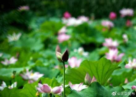 并蒂莲很罕见吗（到底什么是并蒂莲）(4)