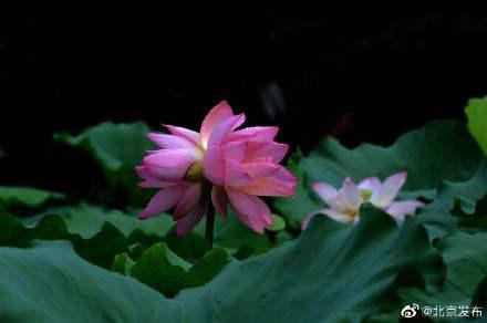 并蒂莲很罕见吗（到底什么是并蒂莲）(5)