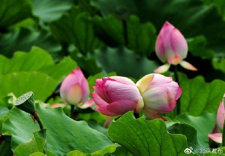 并蒂莲很罕见吗（到底什么是并蒂莲）(2)