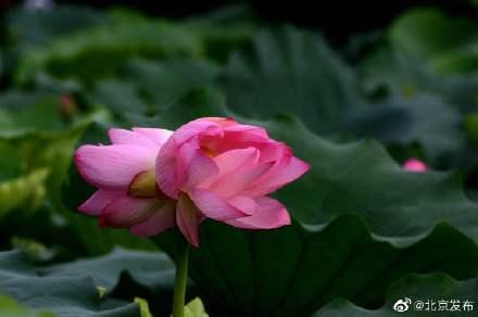 并蒂莲很罕见吗（到底什么是并蒂莲）(1)