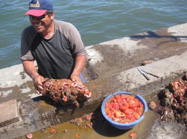 海滩上出现类似石头的物体，带回家洗净才发生是活的