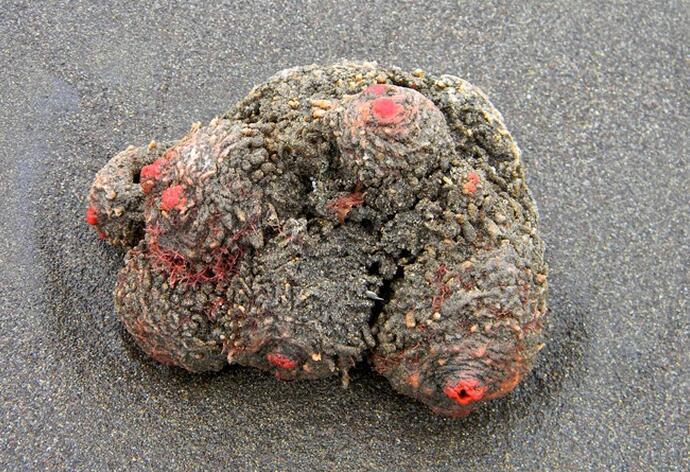 海滩上出现类似石头的物体，带回家洗净才发生是活的