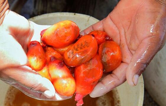 海滩上出现类似石头的物体，带回家洗净才发生是活的