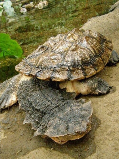 动物世界-枯叶龟