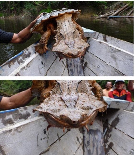 动物世界-枯叶龟