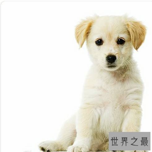 世界上最长寿的动物,它们不仅长寿还很可爱。