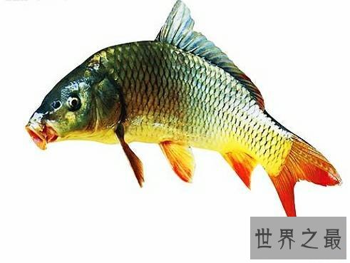 世界上最长寿的动物,它们不仅长寿还很可爱。