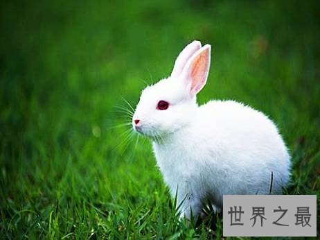 世界上最长寿的动物,它们不仅长寿还很可爱。