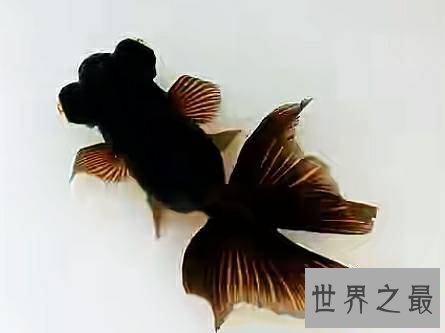 世界上最长寿的动物,它们不仅长寿还很可爱。