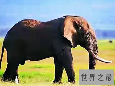 世界上最长寿的动物,它们不仅长寿还很可爱。