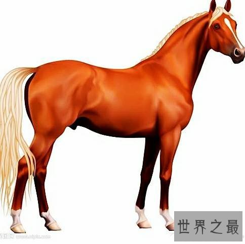 世界上最长寿的动物,它们不仅长寿还很可爱。