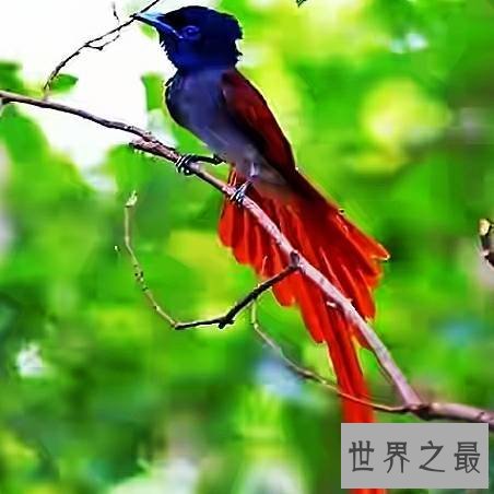 世界上最长寿的动物,它们不仅长寿还很可爱。