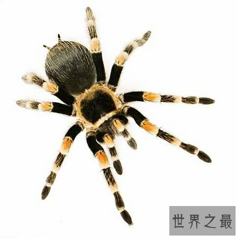 世界上最长寿的动物,它们不仅长寿还很可爱。