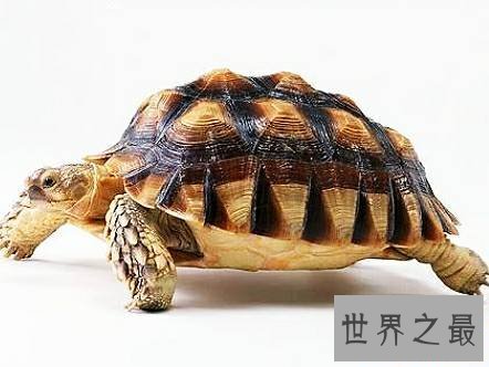 世界上最长寿的动物,它们不仅长寿还很可爱。