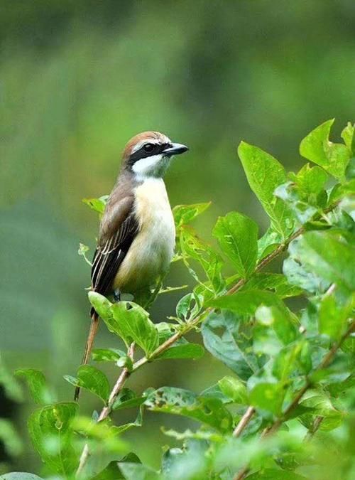 从生态环境的角度,谈谈爱护鸟类有哪些好处