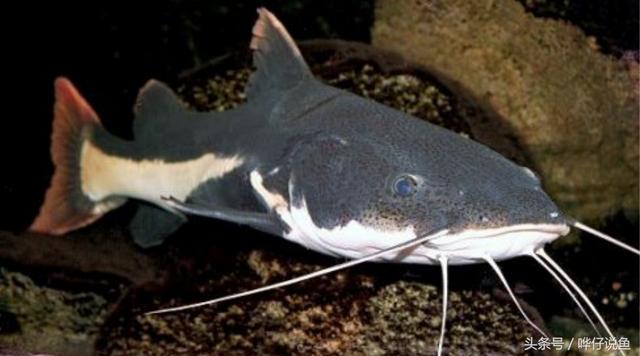 养招财猫鱼技巧(三分钟教你认识鱼缸中的无敌吃货)(4)