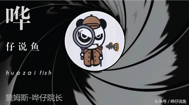 养招财猫鱼技巧(三分钟教你认识鱼缸中的无敌吃货)(2)