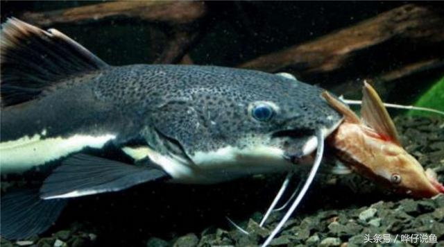 养招财猫鱼技巧(三分钟教你认识鱼缸中的无敌吃货)(3)