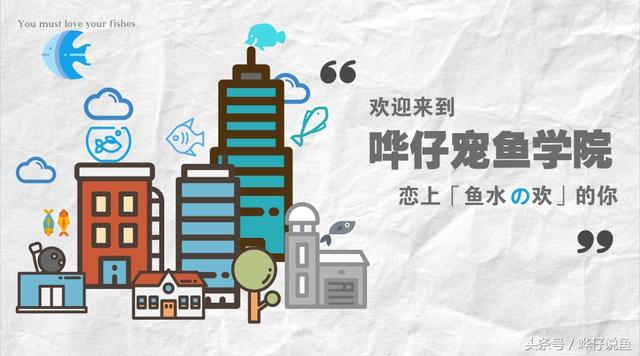 养招财猫鱼技巧(三分钟教你认识鱼缸中的无敌吃货)(1)