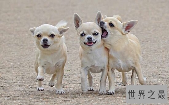世界最小狗，吉娃娃好看，但是极难养活！
