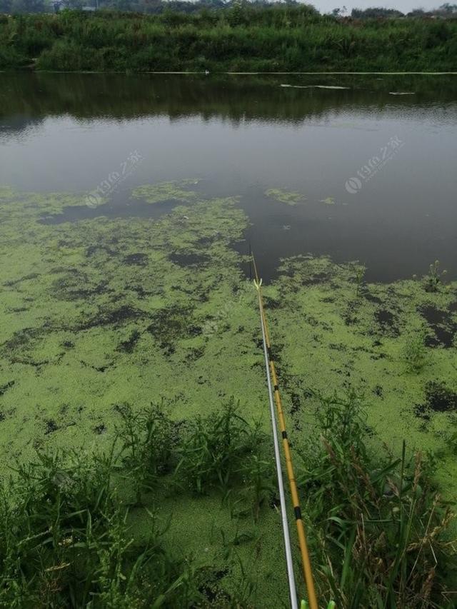 新手野钓鲫鱼技巧（如何更好的野钓鲫鱼）(10)