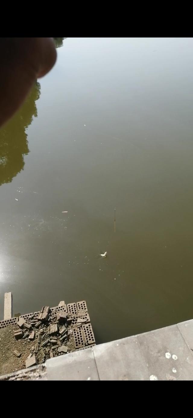 新手野钓鲫鱼技巧（如何更好的野钓鲫鱼）(4)