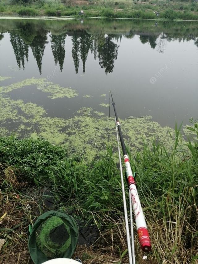 新手野钓鲫鱼技巧（如何更好的野钓鲫鱼）(9)