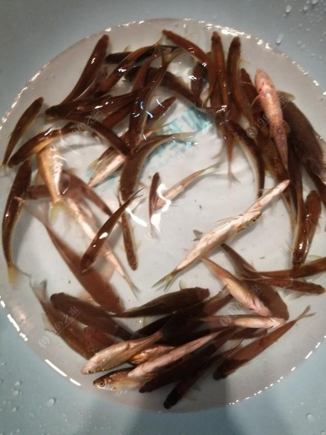 新手野钓鲫鱼技巧（如何更好的野钓鲫鱼）(14)