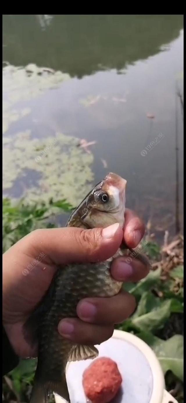 新手野钓鲫鱼技巧（如何更好的野钓鲫鱼）(8)