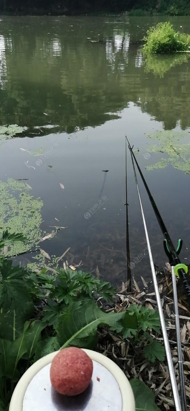 新手野钓鲫鱼技巧（如何更好的野钓鲫鱼）(11)