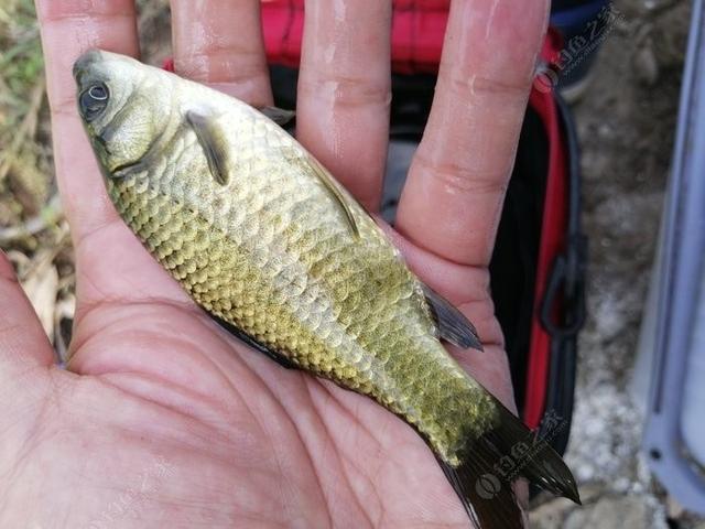 新手野钓鲫鱼技巧（如何更好的野钓鲫鱼）(15)