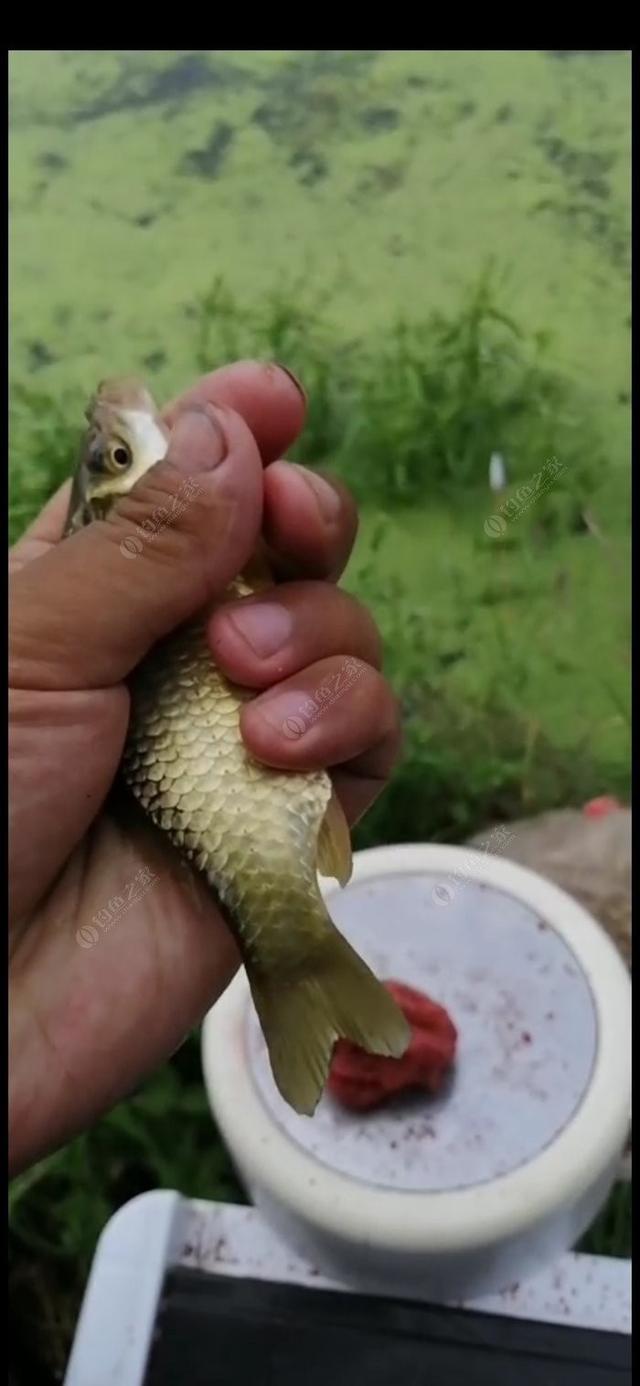 新手野钓鲫鱼技巧（如何更好的野钓鲫鱼）(1)