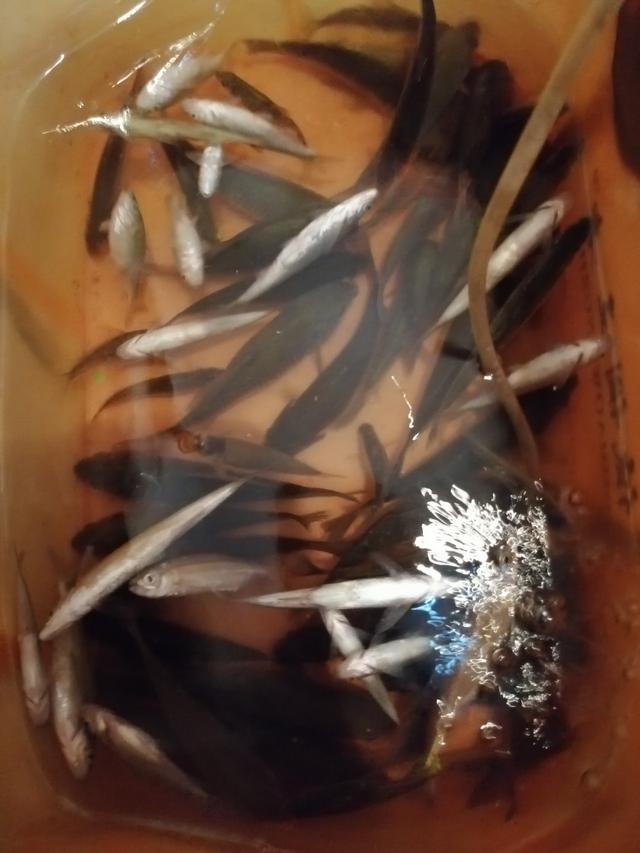 新手野钓鲫鱼技巧（如何更好的野钓鲫鱼）(5)