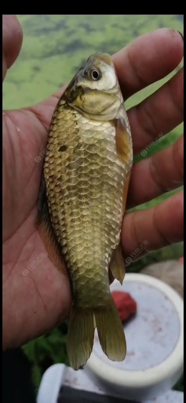 新手野钓鲫鱼技巧（如何更好的野钓鲫鱼）(3)