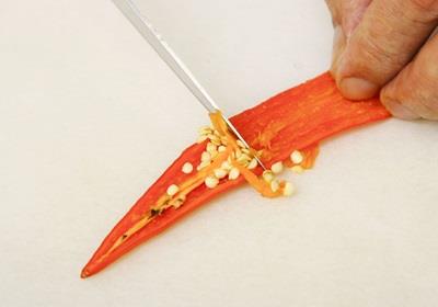 辣椒有几种品种图片 辣椒的种类及图片介绍