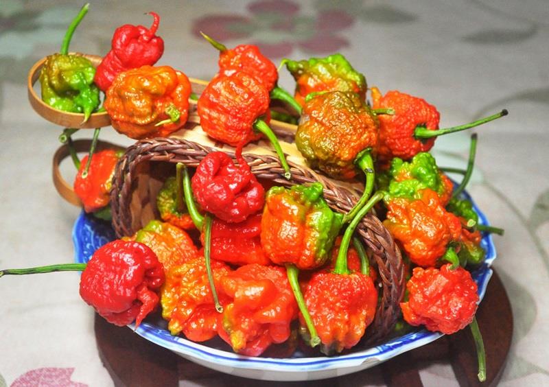 辣椒有几种品种图片 辣椒的种类及图片介绍