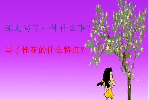 香飘十里《桂花雨》中的意思