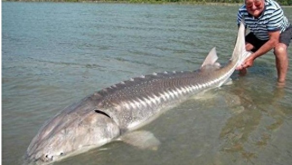 世界最贵的鱼子酱，一盒23308美元，网友：能按粒卖吗？