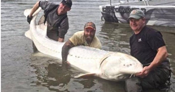 世界最贵的鱼子酱，一盒23308美元，网友：能按粒卖吗？