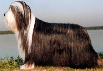 世界上最大牧羊犬：俄罗斯牧羊犬呆萌呆萌的