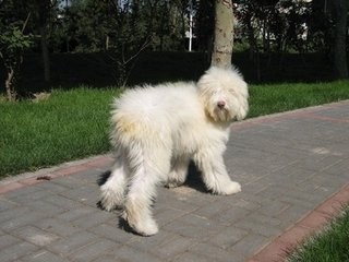 世界上最大牧羊犬：俄罗斯牧羊犬呆萌呆萌的