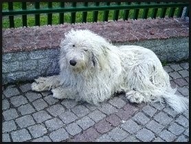 世界上最大牧羊犬：俄罗斯牧羊犬呆萌呆萌的