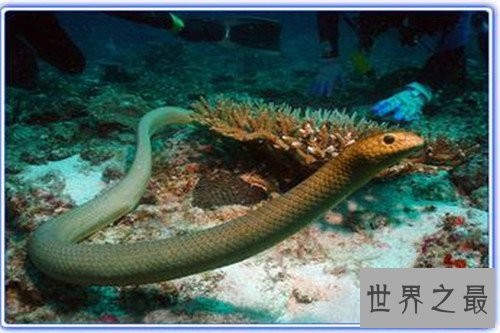 海蛇有毒吗 其成为世界上十大最毒的蛇