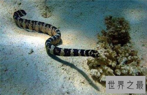海蛇有毒吗 其成为世界上十大最毒的蛇