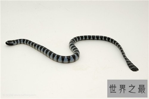 海蛇有毒吗 其成为世界上十大最毒的蛇